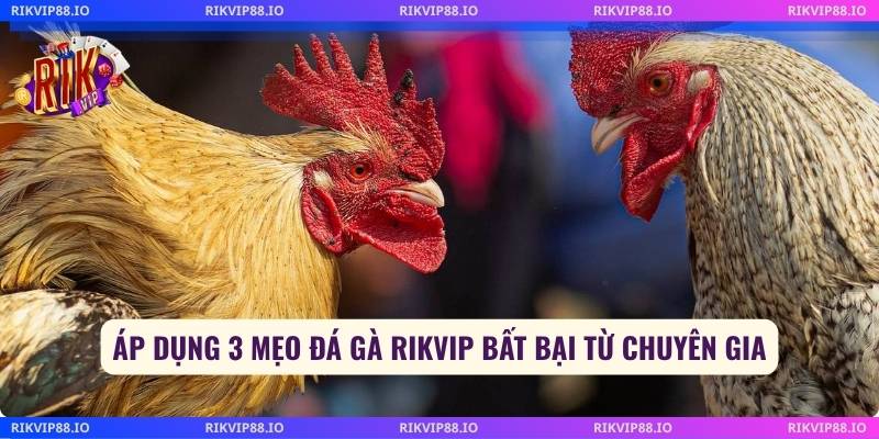 Áp dụng 3 mẹo đá gà Rikvip bất bại từ chuyên gia