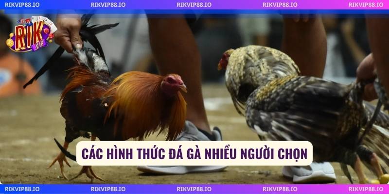 Các hình thức đá gà nhiều người chọn