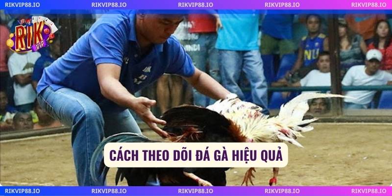 Cách theo dõi đá gà hiệu quả