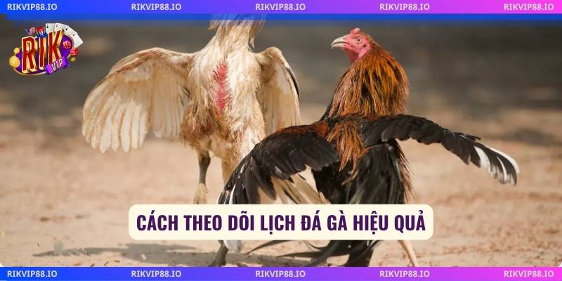 Cách theo dõi lịch đá gà hiệu quả