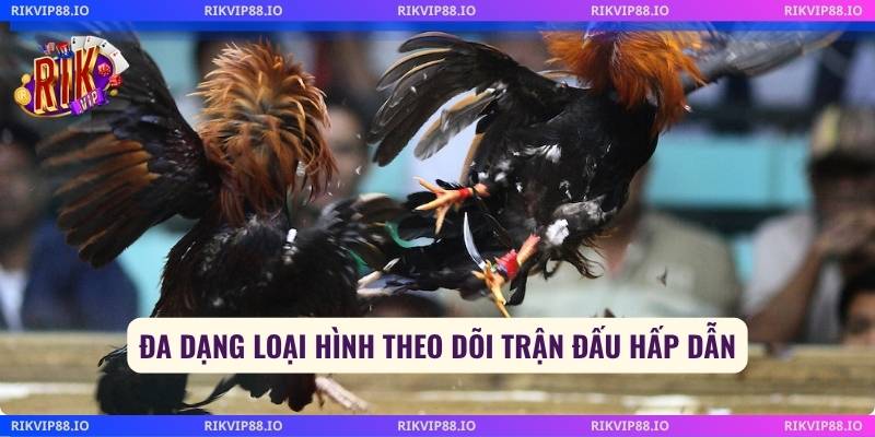 Đa dạng loại hình theo dõi trận đấu hấp dẫn