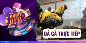 Đá Gà Trực Tiếp