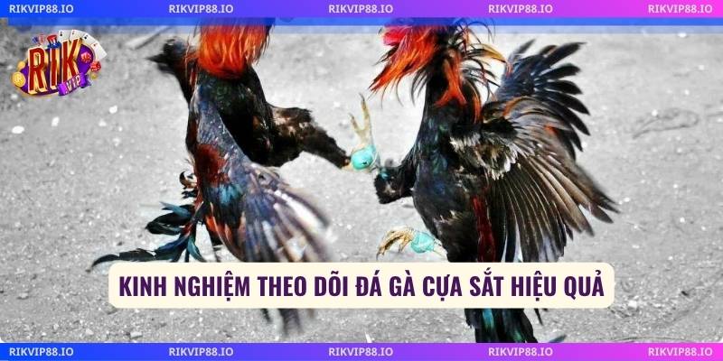 Kinh nghiệm theo dõi đá gà cựa sắt hiệu quả