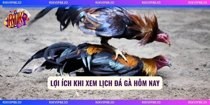 Lợi ích khi xem lịch đá gà hôm nay