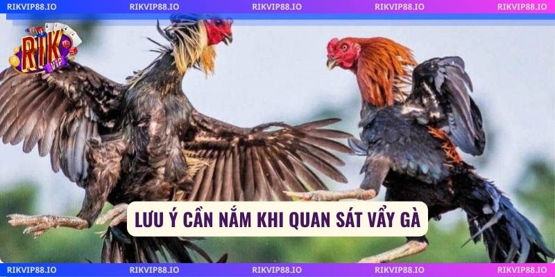 Lưu ý cần nắm khi quan sát vảy gà