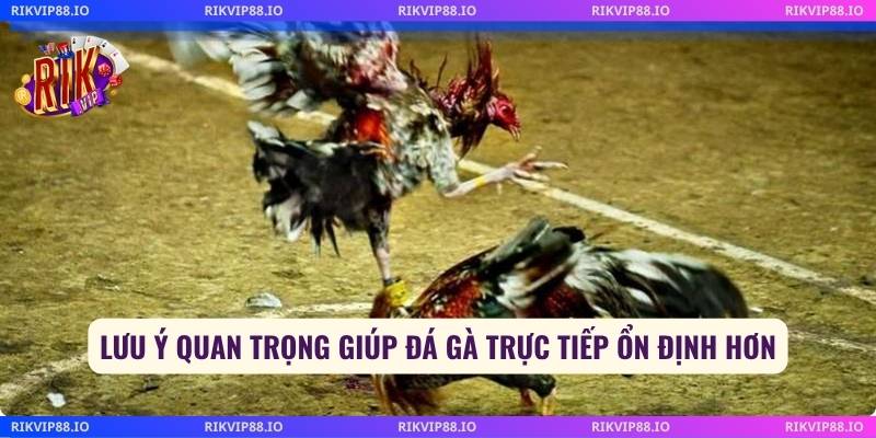 Lưu ý quan trọng giúp đá gà trực tiếp ổn định hơn