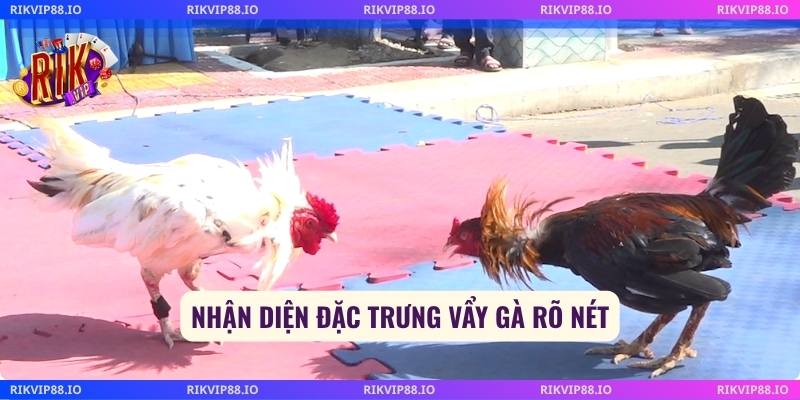 Nhận diện đặc trưng vẩy gà rõ nét