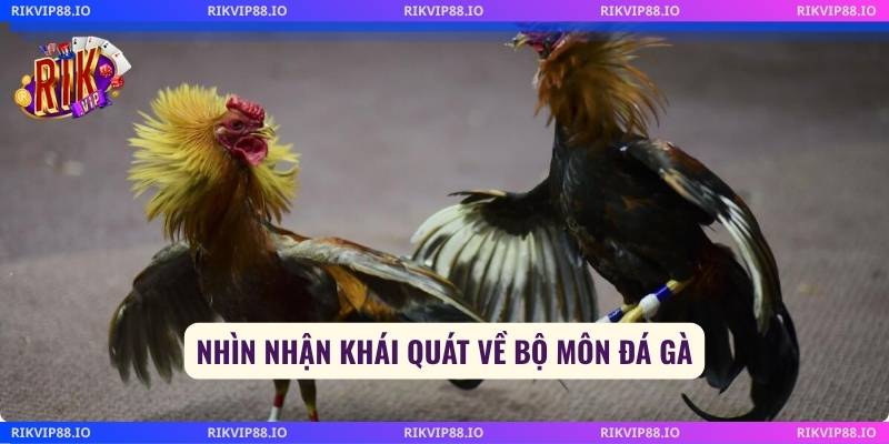 Nhìn nhận khái quát về bộ môn đá gà