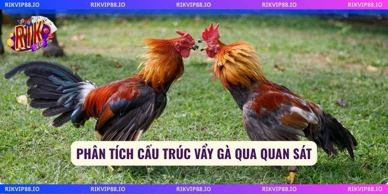 Phân tích cấu trúc vảy gà qua quan sát