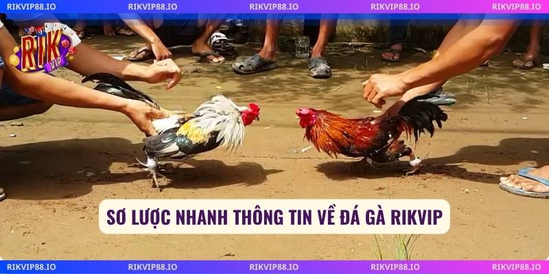 Sơ lược nhanh thông tin về đá gà Rikvip