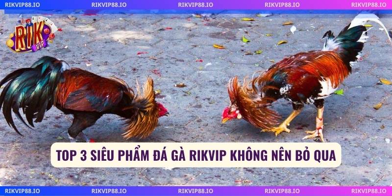Top 3 siêu phẩm đá gà Rikvip không nên bỏ qua