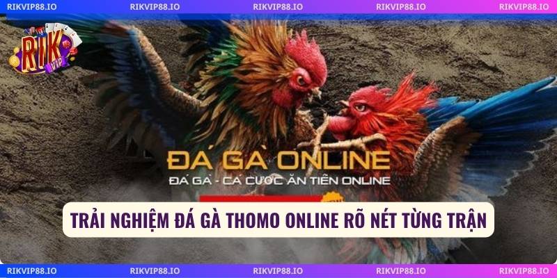Trải nghiệm đá gà thomo online rõ nét từng trận