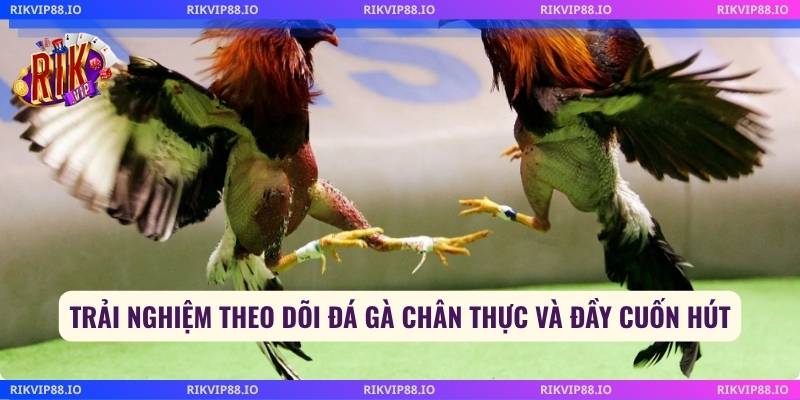 Trải nghiệm theo dõi đá gà chân thực và đầy cuốn hút