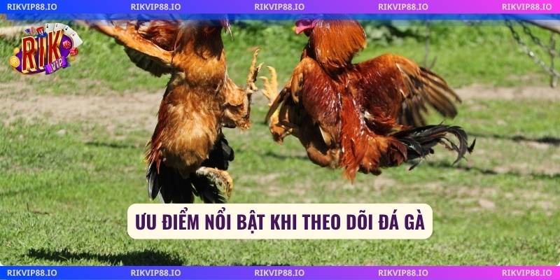 Ưu điểm nổi bật khi theo dõi đá gà